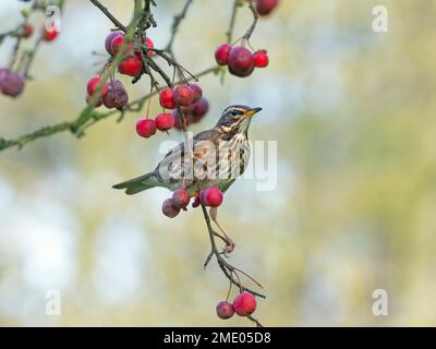 Redwing Turdus musicus als Fütterung von Krabbenäpfeln bei Frostwetter Norfolk Stockfoto