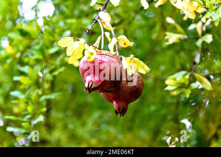Reife Granatapfelfrucht auf dem Ast. Ernte Stockfoto