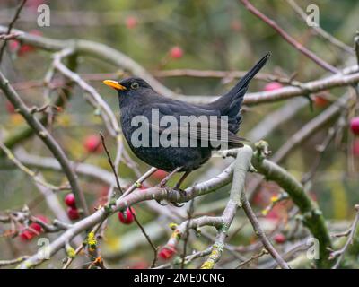 Blackbird Turdus merula männliche Fütterung von Krabbenäpfeln im Garten Norfolk Stockfoto