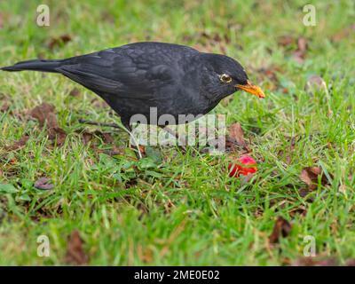 Blackbird Turdus merula männliche Fütterung von Krabbenäpfeln im Garten Norfolk Stockfoto