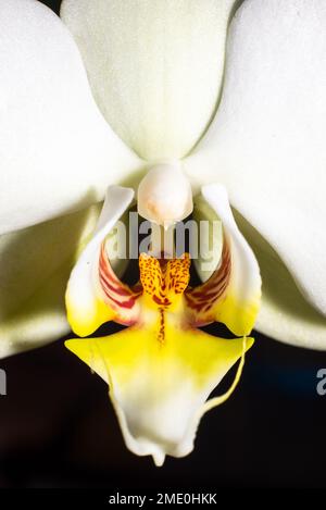 Blühende weiße Orchidee isolierte Blütenphalaenopsis, Phalaenopsis oder dunkelschwarzer falah Hintergrund Nahaufnahme Makro-Hintergrundbeleuchtung Sonne Stockfoto