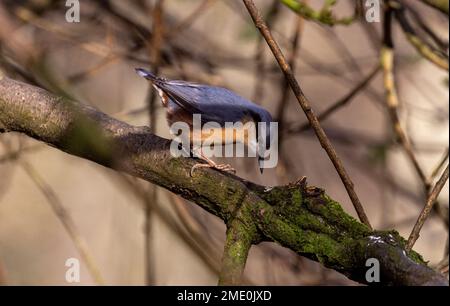 Nuthatchtaken bei Coate Water Stockfoto