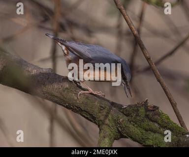 Nuthatchtaken bei Coate Water Stockfoto