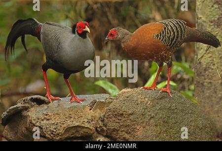 Siamesischer Feuerrücken (Lophura diardi), erwachsenes Paar, das auf Rock Cat Tien, Vietnam, steht. Dezember Stockfoto