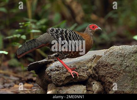 Siamese Fireback (Lophura diardi), Erwachsene Frau, die auf der Felskatze Tien, Vietnam, steht. Dezember Stockfoto