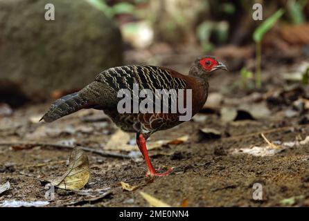 Siamesischer Feuerrücken (Lophura diardi), Erwachsene Frau, die auf dem Waldboden steht, Cat Tien, Vietnam. Dezember Stockfoto