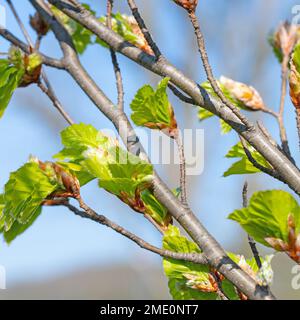 Junge Blätter der Europäischen Buche, Fagus sylvatica, im Frühjahr Stockfoto