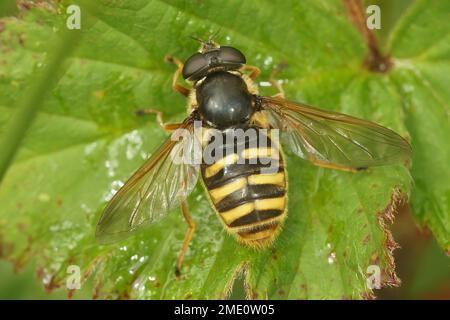 Natürliche Nahaufnahme der Torffffliege mit gelber Barre, Sericomyia silentis, Syrphidae, mit gespreizten Flügeln auf einem grünen Blatt Stockfoto