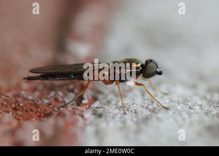 Detaillierte Nahaufnahme der Zenturion Soldier Fly, Sargus bipunctatus, sitzt auf einer Steinwand Stockfoto