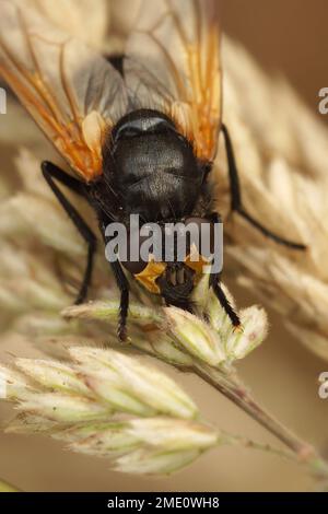 Detaillierte Nahaufnahme einer schwarz-orangefarbenen Tagesfliege, Mesembrina meridiana, die auf getrocknetem Gras sitzt Stockfoto