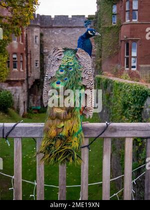 Indische Peafowl, die im Ruthin Castle lebten, Ruthin North Wales saßen auf dem Zaun und beobachteten das Schlossgelände Stockfoto