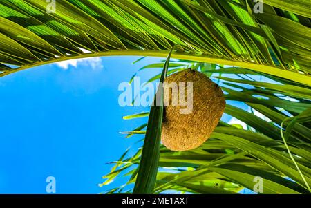 Das Bienennest hängt auf Palmenblättern in Playa del Carmen Quintana Roo Mexiko. Stockfoto