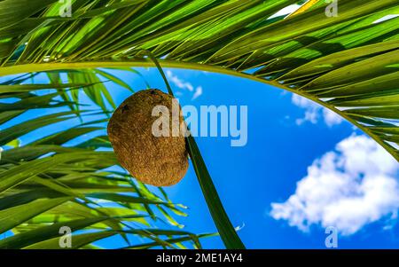 Das Bienennest hängt auf Palmenblättern in Playa del Carmen Quintana Roo Mexiko. Stockfoto