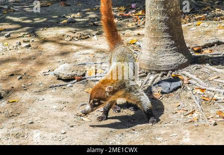 Coati auf der Suche nach Essen auf dem Boden in Tulum Quintana Roo Mexiko. Stockfoto