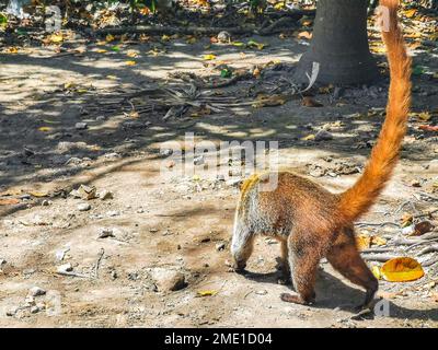 Coati auf der Suche nach Essen auf dem Boden in Tulum Quintana Roo Mexiko. Stockfoto