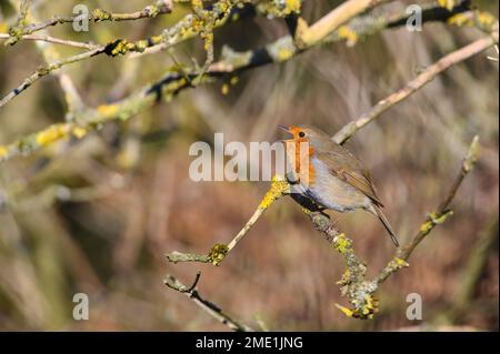 Eurasischer Robin, Erithacus Rubecula, auf einem Ast gesungen. Winter, seitlich gesehen, nach links Stockfoto