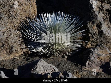 Silversword, Argyroxiphium sandwicense, Haleakala, Maui Stockfoto