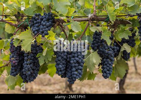 Purple grape clusters hanging on vines at Pietraserena vineyard, San Gimignano, Tuscany, Italy. Stockfoto