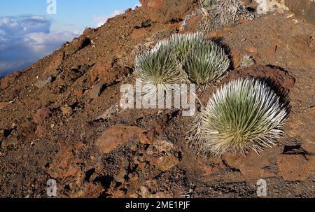 Silberwörter, Argyroxiphium sandwicense, Haleakala, Maui Stockfoto