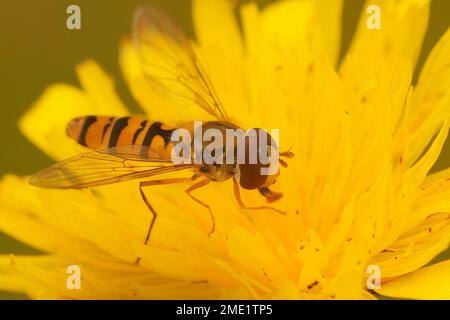 Natürliche Nahaufnahme auf einem gestreiften Marmelade-Hoverfly Episyrphus balteatus, der Nektar trinkt, bildet eine gelbe Blume im Garten Stockfoto