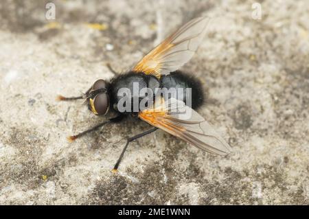 Detaillierte Nahaufnahme einer schwarz-orangefarbenen Tagesfliege, Mesembrina meridiana, die am Boden sitzt Stockfoto