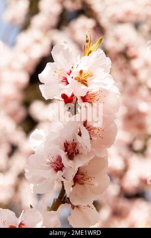 Selektiver Fokus auf wunderschöne Zweige rosafarbener Kirschblüten auf dem Baum unter blauem Himmel Stockfoto