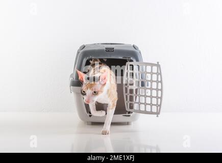 Cornish Rex kann im weißen Hintergrund Stockfoto