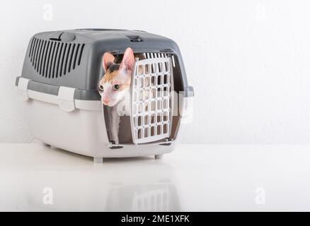 Cornish Rex kann im weißen Hintergrund Stockfoto