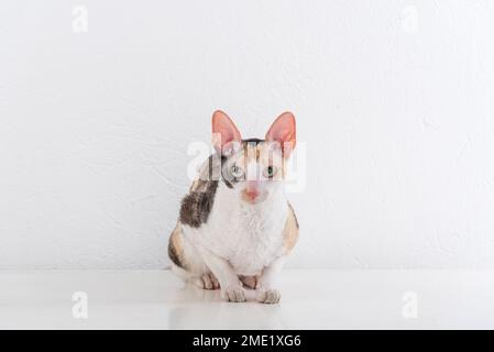 Cornish Rex kann im weißen Hintergrund Stockfoto