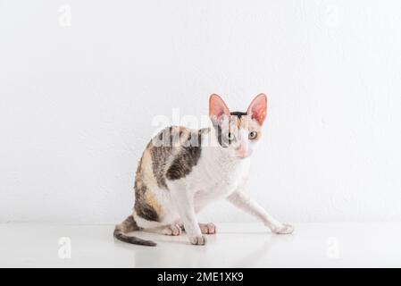 Cornish Rex kann im weißen Hintergrund Stockfoto