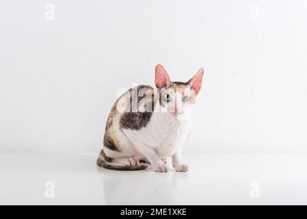 Cornish Rex kann im weißen Hintergrund Stockfoto