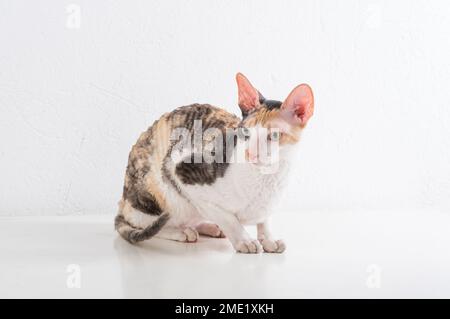 Cornish Rex kann im weißen Hintergrund Stockfoto