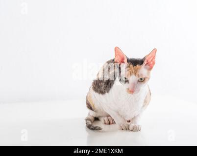 Cornish Rex kann im weißen Hintergrund Stockfoto
