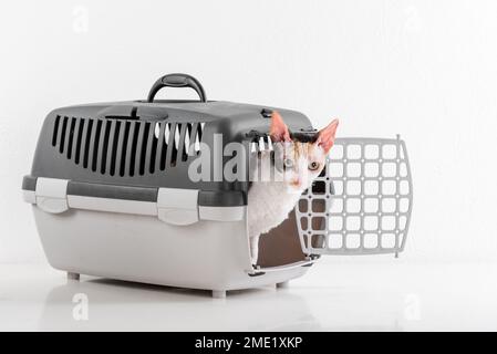Cornish Rex kann im weißen Hintergrund Stockfoto