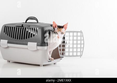Cornish Rex kann im weißen Hintergrund Stockfoto