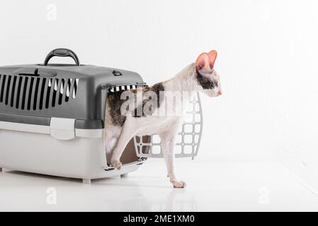 Cornish Rex kann im weißen Hintergrund Stockfoto
