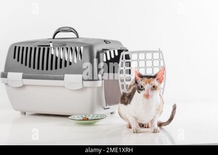 Cornish Rex kann im weißen Hintergrund Stockfoto