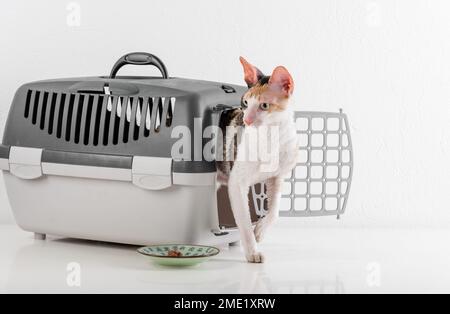 Cornish Rex kann im weißen Hintergrund Stockfoto