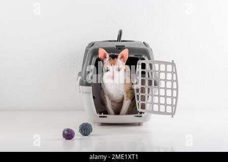 Cornish Rex kann im weißen Hintergrund Stockfoto