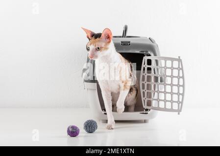 Cornish Rex kann im weißen Hintergrund Stockfoto