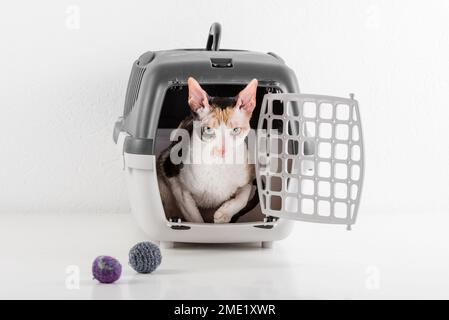 Cornish Rex kann im weißen Hintergrund Stockfoto