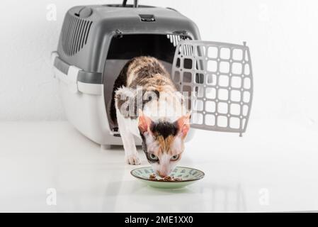 Cornish Rex kann im weißen Hintergrund Stockfoto
