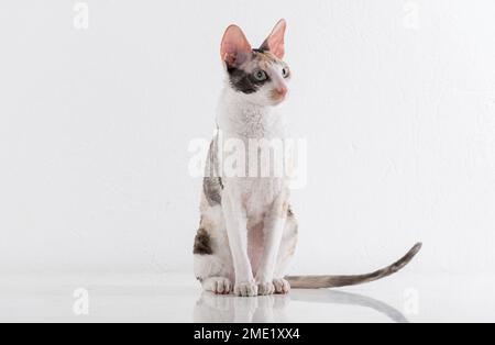 Cornish Rex kann im weißen Hintergrund Stockfoto