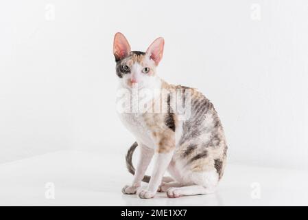 Cornish Rex kann im weißen Hintergrund Stockfoto
