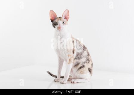 Cornish Rex kann im weißen Hintergrund Stockfoto