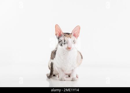 Cornish Rex kann im weißen Hintergrund Stockfoto