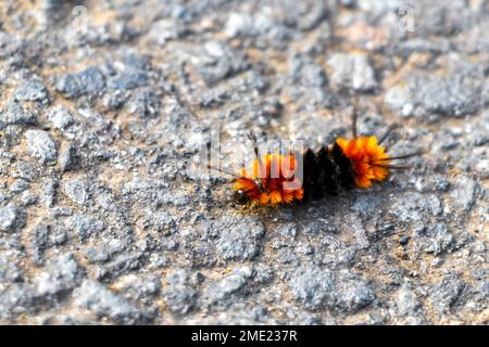 Wundervolle haarige orangefarbene und schwarze Raupe auf Asphalt im para Heredia Costa Rica in Mittelamerika. Stockfoto