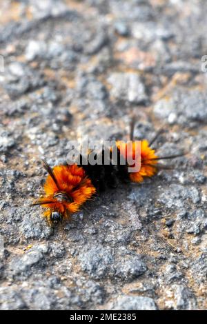 Wundervolle haarige orangefarbene und schwarze Raupe auf Asphalt im para Heredia Costa Rica in Mittelamerika. Stockfoto