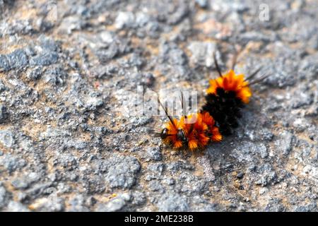 Wundervolle haarige orangefarbene und schwarze Raupe auf Asphalt im para Heredia Costa Rica in Mittelamerika. Stockfoto