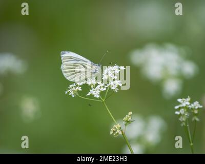 Grüner Schmetterling auf KuhPetersilie. Mit einer Money Spider darunter. Stockfoto